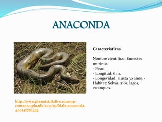 ANACONDA
http://www.planetstillalive.com/wp-
content/uploads/2013/03/Male-anaconda-
4-1024x726.jpg
Características
Nombre científico: Eunectes
murinus.
- Peso:
- Longitud: 6 m.
- Longevidad: Hasta 30 años. -
Hábitat: Selvas, ríos, lagos,
estanques.
 