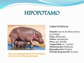 HIPOPOTAMO
http://www.hipopotamoswiki.com/Image
nes/guia-de-los-hipopotamos.jpg
CARACTETISTICAS
Tamaño: 150 cm de altura y hasta
5,2 de largo
Clase: Mammalia
Orden: Artiodactyla
Peso: 1300-1800Kg
Longevidad: 40 – 50 años
Alimentación: Herbívora
Reproducción: Vivípara
Período de gestación: 8 meses
 