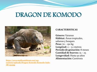 DRAGON DE KOMODO
https://www.medioambiente.net/wp-
content/uploads/Dragon-Komodo-Komodo-Indo-
AR-535.jpg
CARACTERISTICAS
Género: Varanus
Hábitat: Áreas tropicales,
sabanas y bosques
Peso: 70 – 150 kg
Longitud: 2 – 3.1 metros
Período de gestación: 8 meses
Cantidad de huevos: 15 – 25
Longevidad: Hasta 50 años
Alimentación: Carnívora
 