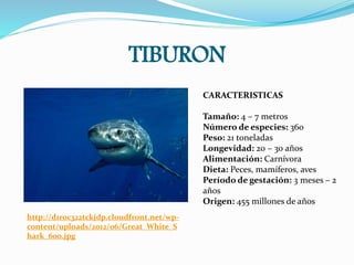 TIBURON
http://d1roc322tckjdp.cloudfront.net/wp-
content/uploads/2012/06/Great_White_S
hark_600.jpg
CARACTERISTICAS
Tamaño: 4 – 7 metros
Número de especies: 360
Peso: 21 toneladas
Longevidad: 20 – 30 años
Alimentación: Carnívora
Dieta: Peces, mamíferos, aves
Período de gestación: 3 meses – 2
años
Origen: 455 millones de años
 