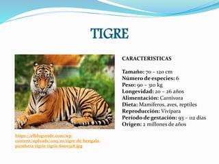 TIGRE
https://elblogverde.com/wp-
content/uploads/2015/10/tigre-de-bengala-
panthera-tigris-tigris-600x328.jpg
CARACTERISTICAS
Tamaño: 70 – 120 cm
Número de especies: 6
Peso: 90 – 310 kg
Longevidad: 20 – 26 años
Alimentación: Carnívora
Dieta: Mamíferos, aves, reptiles
Reproducción: Vivípara
Período de gestación: 93 – 112 días
Origen: 2 millones de años
 