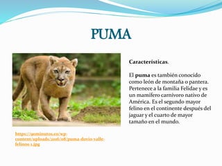 PUMA
https://90minutos.co/wp-
content/uploads/2016/08/puma-dovio-valle-
felinos-1.jpg
Características.
El puma es también conocido
como león de montaña o pantera.
Pertenece a la familia Felidae y es
un mamífero carnívoro nativo de
América. Es el segundo mayor
felino en el continente después del
jaguar y el cuarto de mayor
tamaño en el mundo.
 