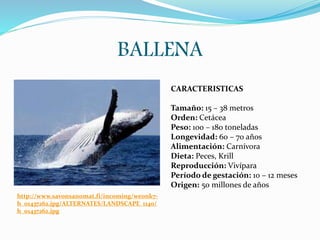 BALLENA
http://www.savonsanomat.fi/incoming/we0nk7-
h_01437262.jpg/ALTERNATES/LANDSCAPE_1140/
h_01437262.jpg
CARACTERISTICAS
Tamaño: 15 – 38 metros
Orden: Cetácea
Peso: 100 – 180 toneladas
Longevidad: 60 – 70 años
Alimentación: Carnívora
Dieta: Peces, Krill
Reproducción: Vivípara
Período de gestación: 10 – 12 meses
Origen: 50 millones de años
 