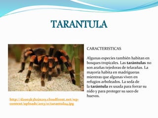 TARANTULA
http://d2on3k3hzjn2sy.cloudfront.net/wp-
content/uploads/2013/11/tarantula4.jpg
CARACTERISTICAS
Algunas especies también habitan en
bosques tropicales. Las tarántulas no
son arañas tejedoras de telarañas. La
mayoría habita en madrigueras
mientras que algunas viven en
refugios arboleados. La seda de
la tarántula es usada para forrar su
nido y para proteger su saco de
huevos.
 