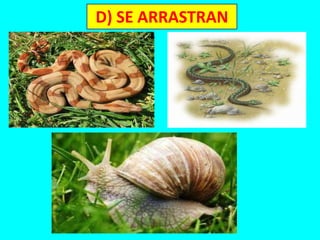 D) SE ARRASTRAN
 