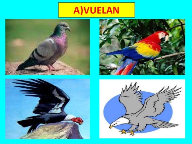 Animales según su desplazamiento 1º