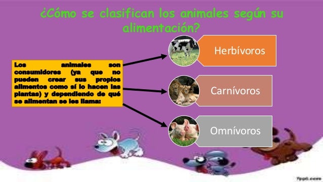 Animales segun su alimentacion