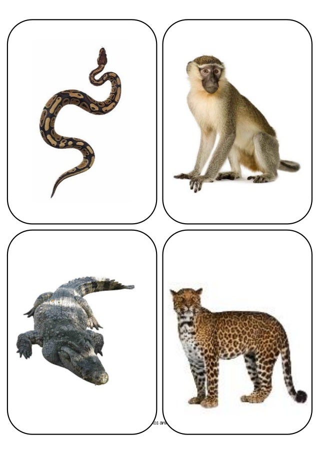 Imagenes De Animales La Selva | animales de la selva Imagenes De Animales La Selva | animales de la selva
