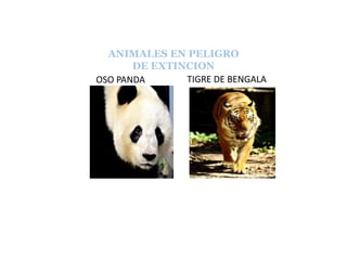 ANIMALES EN PELIGRO
DE EXTINCION
OSO PANDA TIGRE DE BENGALA
 