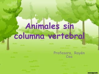 Animales sin
columna vertebral
         Profesora, Rayén
               Cea
 