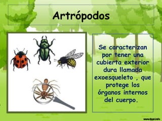 Artrópodos

         Se caracterizan
          por tener una
        cubierta exterior
          dura llamada
       exoesqueleto , que
           protege los
        órganos internos
           del cuerpo.
 
