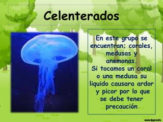 Celenterados
          En este grupo se
       encuentran; corales,
             medusas y
             anemonas.
        Si tocamos un coral
          o una medusa su
       liquido causara ardor
          y picor por lo que
           se debe tener
             precaución
 