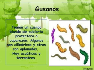 Gusanos

  Tienen un cuerpo
 blando sin cubierta
     protectora o
 caparazón. Algunos
son cilíndricos y otros
   son aplanados.
   Hay acuáticos y
      terrestres.
 