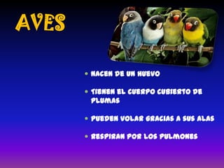 AVES
Nacen de un huevo
Tienen el cuerpo cubierto de
plumas
Pueden volar gracias a sus alas
Respiran por los pulmones