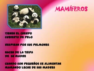 MAMÍFEROS
Tienen el cuerpo
cubierto de pelo
Respiran por sus pulmones
Nacen de la tripa
de su madre
Cuando son pequeños se alimentan
mamando leche de sus madres