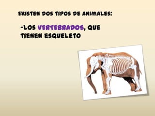 Existen dos tipos de animales:
-Los VERTEBRADOS, que
tienen esqueleto