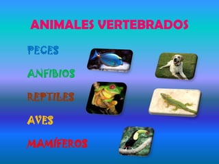 ANIMALES VERTEBRADOS
PECES
ANFIBIOS
REPTILES
AVES
MAMÍFEROS