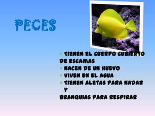 PECES
Tienen el cuerpo cubierto
de escamas
Nacen de un huevo
Viven en el agua
Tienen aletas para nadar
y
branquias para respirar