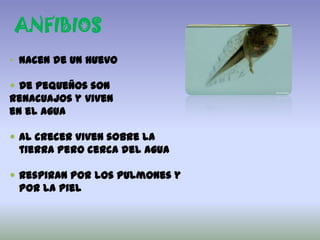 ANFIBIOS
• Nacen de un huevo
De pequeños son
renacuajos y viven
en el agua
Al crecer viven sobre la
tierra pero cerca del agua
Respiran por los pulmones y
por la piel