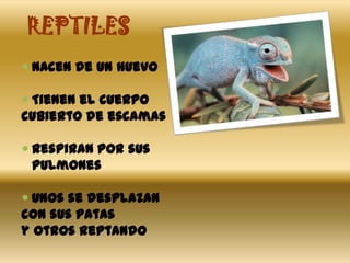 REPTILES
Nacen de un huevo
Tienen el cuerpo
cubierto de escamas
Respiran por sus
pulmones
Unos se desplazan
con sus patas
y otros reptando