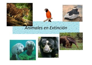 Animales en Extinción
 