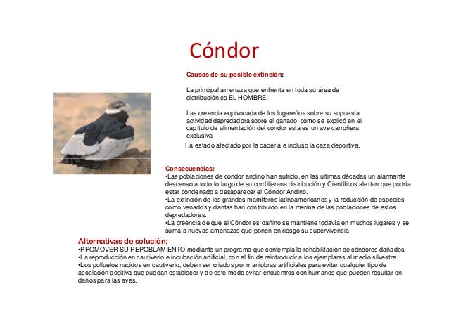 Animales [sólo lectura]