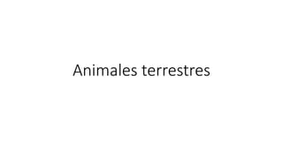 Animales terrestres
 