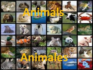 Animals
Animals
Animales
 