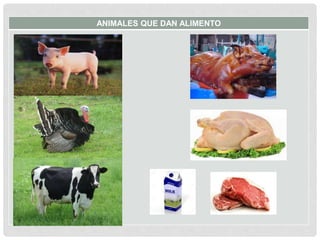 ANIMALES QUE DAN ALIMENTO
 