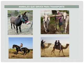 ANIMALES QUE SIRVEN PARA TRANSPORTE
 