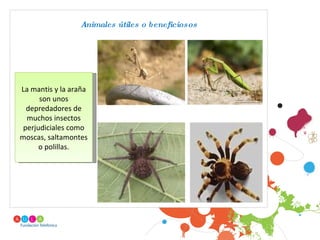 Animales útiles o beneficiosos La mantis y la araña son unos depredadores de muchos insectos perjudiciales como moscas, saltamontes o polillas. 