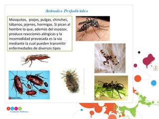 Animales Perjudiciales . Mosquitos,  piojos, pulgas, chinches, tábanos, jejenes, hormigas. Si pican al hombre lo que, además del escozor, produce reacciones alérgicas y la incomodidad provocada es la vía mediante la cual pueden transmitir enfermedades de diversos tipos 