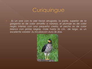     Es un ave con la piel facial arrugada, la parte, superior de la
    garganta es de color amarillo a naranja, el plumaje es de color
    negro intenso con una pequeña cresta, el pecho es de color
    blanco con pintas negras, mide hasta 56 cm.  de largo, es un
    excelente volador .Su incubación dura 36 dias.
 