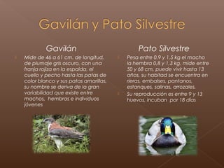 Gavilán                              Pato Silvestre
   Mide de 46 a 61 cm. de longitud,         Pesa entre 0,9 y 1,5 kg el macho
    de plumaje gris oscuro, con una           la hembra 0,8 y 1,3 kg, mide entre
    franja rojiza en la espalda, el           50 y 68 cm, puede vivir hasta 13
    cuello y pecho hasta las patas de         años, su habitad se encuentra en
    color blanco y sus patas amarillas,       rieras, embalses, pantanos,
    su nombre se deriva de la gran            estanques, salinas, arrozales.
    variabilidad que existe entre            Su reproducción es entre 9 y 13
    machos,  hembras e individuos             huevos, incuban por 18 días
    jóvenes
 