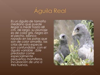 Es un águila de tamaño
mediano que puede
llegar a medir hasta 68
cm. de largo, su plumaje
es de color gris, negro en
el pecho, blanco
rayado en las patas que
son de color amarillo, las
crías de esta especie
son confundidos  con el
águila variable . Este
predador come
especialmente
pequeños mamíferos.
Incubación de uno a
tres huevos.
 