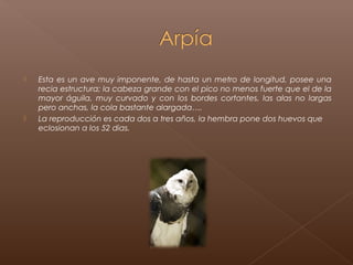    Esta es un ave muy imponente, de hasta un metro de longitud, posee una
    recia estructura; la cabeza grande con el pico no menos fuerte que el de la
    mayor águila, muy curvado y con los bordes cortantes, las alas no largas
    pero anchas, la cola bastante alargada….
   La reproducción es cada dos a tres años, la hembra pone dos huevos que
    eclosionan a los 52 dias.
 