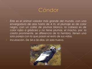    Éste es el animal volador más grande del mundo, con una
    envergadura de alas hasta de 4 m, el plumaje es de color
    negro, con un collar de plumas blanco, la cabeza es de
    color rojizo a grisáceo y no tiene plumas, el macho, por  la
    cresta prominente, se diferencia de la hembra, tienen una
    sola pareja con la que pasan el resto de sus vidas.
   Incubación. De 54 a 56 días. Un solo huevo.
 