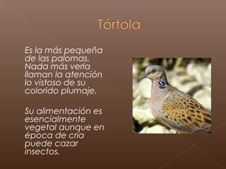 Es la más pequeña
de las palomas.
Nada más verla
llaman la atención
lo vistoso de su
colorido plumaje.

Su alimentación es
esencialmente
vegetal aunque en
época de cría
puede cazar
insectos.
 