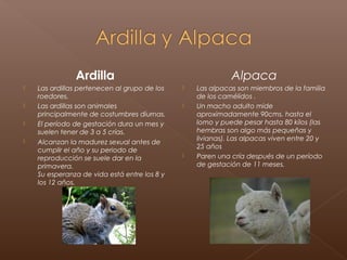 Ardilla                                      Alpaca
   Las ardillas pertenecen al grupo de los      Las alpacas son miembros de la familia
    roedores.                                     de los camélidos .
   Las ardillas son animales                    Un macho adulto mide
    principalmente de costumbres diurnas.         aproximadamente 90cms. hasta el
   El período de gestación dura un mes y         lomo y puede pesar hasta 80 kilos (las
    suelen tener de 3 a 5 crías.                  hembras son algo más pequeñas y
                                                  livianas). Las alpacas viven entre 20 y
   Alcanzan la madurez sexual antes de
                                                  25 años
    cumplir el año y su periodo de
    reproducción se suele dar en la              Paren una cría después de un período
    primavera.                                    de gestación de 11 meses.
    Su esperanza de vida está entre los 8 y
    los 12 años.
 