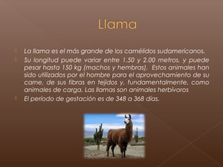    La llama es el más grande de los camélidos sudamericanos.
   Su longitud puede variar entre 1.50 y 2.00 metros, y puede
    pesar hasta 150 kg (machos y hembras). Estos animales han
    sido utilizados por el hombre para el aprovechamiento de su
    carne, de sus fibras en tejidos y, fundamentalmente, como
    animales de carga. Las llamas son animales herbívoros
   El período de gestación es de 348 a 368 días.
 