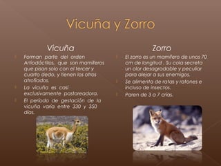 Vicuña                                   Zorro
   Forman parte del orden                El zorro es un mamífero de unos 70
    Artiodáctilos, que son mamíferos       cm de longitud . Su cola secreta
    que pisan solo con el tercer y         un olor desagradable y peculiar
    cuarto dedo, y tienen los otros        para alejar a sus enemigos.
    atrofiados.                           Se alimenta de ratas y ratones e
   La vicuña es casi                      incluso de insectos.
    exclusivamente pastoreadora.          Paren de 3 a 7 crías.
   El período de gestación de la
    vicuña varía entre 330 y 350
    días.
 