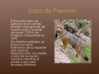    El llamado lobo de
    páramo es el cánido
    silvestre más grande de
    nuestro país, y puede
    alcanzar 1,70 m de
    longitud, incluyendo su
    cola.
   De hábitos solitarios, se
    junta con otros
    individuos de su especie
    solo para la
    reproducción. La madre
    cuida de los recién
    nacidos mientras el
    padre caza para
    llevarles alimento.
 