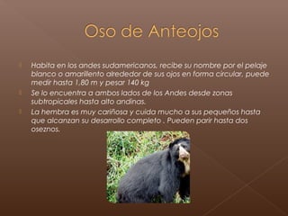    Habita en los andes sudamericanos, recibe su nombre por el pelaje
    blanco o amarillento alrededor de sus ojos en forma circular, puede
    medir hasta 1,80 m y pesar 140 kg
   Se lo encuentra a ambos lados de los Andes desde zonas
    subtropicales hasta alto andinas.
   La hembra es muy cariñosa y cuida mucho a sus pequeños hasta
    que alcanzan su desarrollo completo . Pueden parir hasta dos
    oseznos.
 