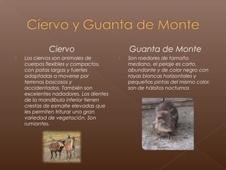 Ciervo                         Guanta de Monte
   Los ciervos son animales de            Son roedores de tamaño
    cuerpos flexibles y compactos,          mediano, el pelaje es corto,
    con patas largas y fuertes              abundante y de color negro con
    adaptadas a moverse por                 rayas blancas horizontales y
    terrenos boscosos y                     pequeñas pintas del mismo color,
    accidentados. También son               son de hábitos nocturnos
    excelentes nadadores. Los dientes
    de la mandíbula inferior tienen
    crestas de esmalte elevadas que
    les permiten triturar una gran
    variedad de vegetación. Son
    rumiantes.
 