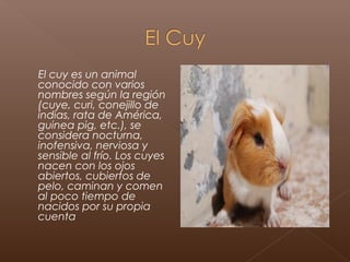 El cuy es un animal
conocido con varios
nombres según la región
(cuye, curi, conejillo de
indias, rata de América,
guinea pig, etc.), se
considera nocturna,
inofensiva, nerviosa y
sensible al frío. Los cuyes
nacen con los ojos
abiertos, cubiertos de
pelo, caminan y comen
al poco tiempo de
nacidos por su propia
cuenta
 