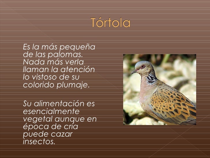 Animales típicos de la Sierra