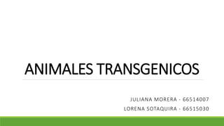 ANIMALES TRANSGENICOS
JULIANA MORERA - 66514007
LORENA SOTAQUIRA - 66515030
 