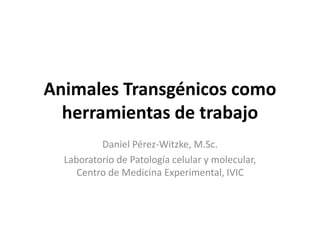 Animales Transgénicos como
herramientas de trabajo
Daniel Pérez-Witzke, M.Sc.
Laboratorio de Patología celular y molecular,
Centro de Medicina Experimental, IVIC
 