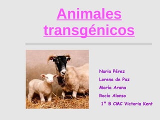Animales transgénicos Nuria Pérez Lorena de Paz María Arana Rocío Alonso 1º B CMC Victoria Kent 