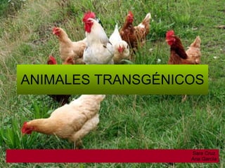 ANIMALES TRANSGÉNICOS Sara Cruz  Ana García 